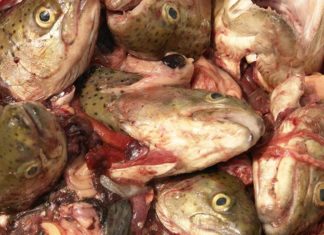USDA: “Eat Expired Food” to Stop Waste! expired-fish-heads