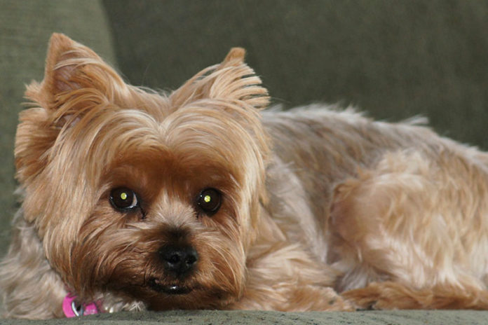 yorkie