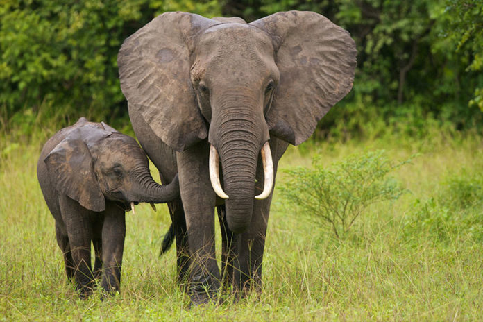 Elephant Hunting