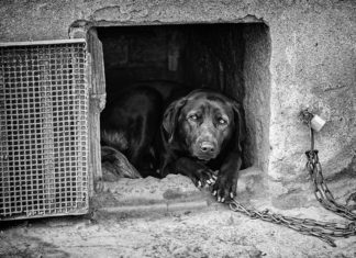 Arab Nations Abusing Dogs Trained For Millions By Military